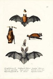 Common Pipistrelle、1824 作： Karl Joseph Brodtmann